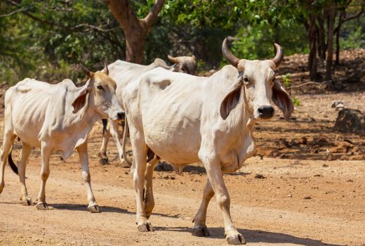 Aneh, Urin Sapi Dikira Bisa Sembuhkan Infeksi COVID-19 - GenPI.co