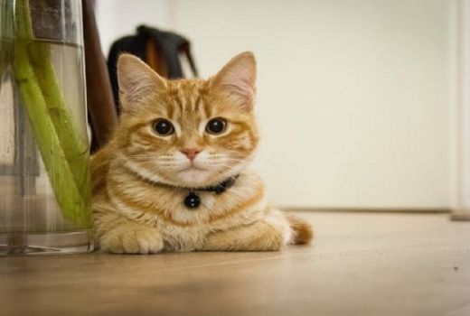 Benarkah Pelihara Kucing untuk Terapi Autisme? - GenPI.co