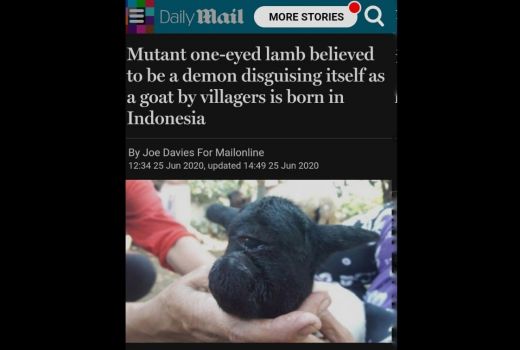 Kambing Dajal di Sumedang Terkenal Sampai ke Inggris - GenPI.co