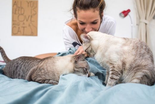Pelihara Kucing Banyak Manfaatnya, Termasuk Teman saat Kesepian - GenPI.co