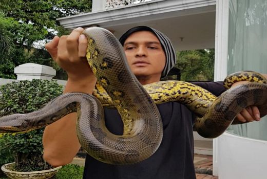 Lucky Hakim dan 100 Ekor Ular Peliharaannya - GenPI.co