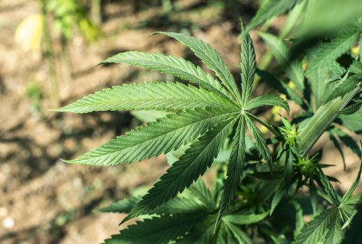 Ganja Solusi Sembuhkan Epilepsi, Benar Nggak Sih? - GenPI.co