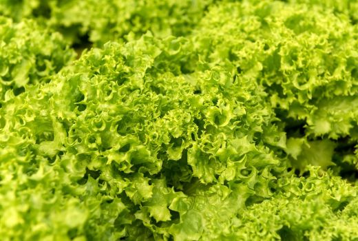 Lahan Rumah Sempit? Tenang, Tetap Bisa Berkebun Kok! - GenPI.co
