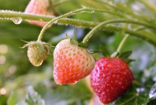 Tips Menanam Buah Dalam Pot Agar Cepat Menghasilkan - GenPI.co