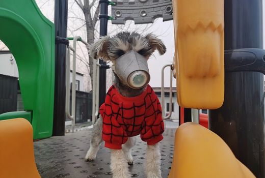 Virus Corona Makin Ganas, Anjing Juga Pakai Masker - GenPI.co