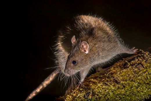Rumah Impian itu Tak Ada Tikus Menghuni Plafon, Caranya? - GenPI.co