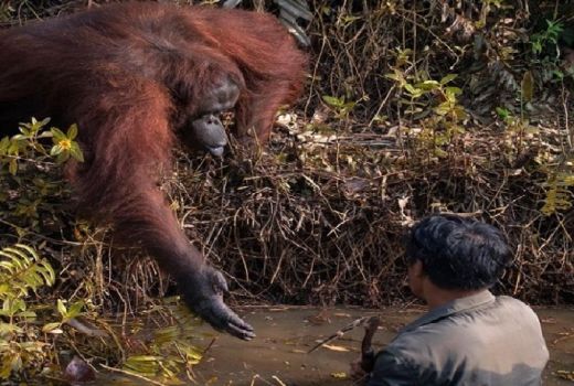 Orang Utan Bantu Manusia yang Terjebak di Kubangan Lumpur - GenPI.co