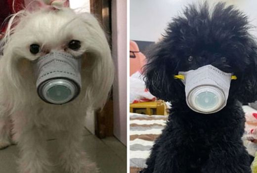 Antisipasi Virus Corona: Pakai Masker, Anjing di China Tetap Gaya - GenPI.co