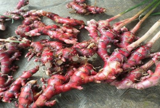 Saran Dokter, Jangan Sembarangan Meracik Jahe Merah dan Temulawak - GenPI.co