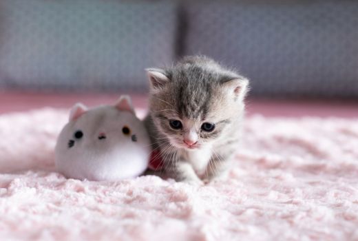 Ketahui Lebih Lanjut, Perbedaan Gigitan Kutu Kucing Dan Nyamuk - GenPI.co