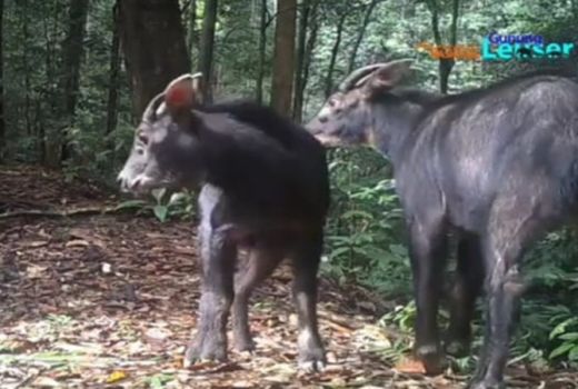 Penampakan Kambing Berkepala Kerbau, Mesra dengan Pasangan - GenPI.co