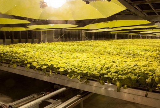 Vaksin Corona dari Tembakau Siap Diproduksi Massal - GenPI.co