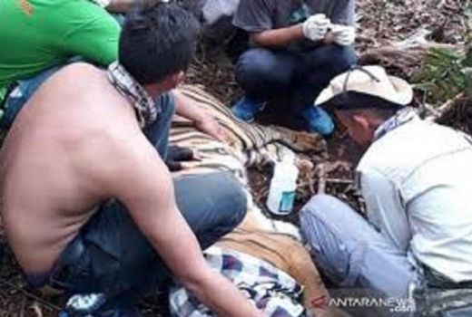 Dievakuasi saat Wabah Corona, Harimau Ini Diberi Nama Corina - GenPI.co