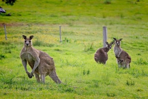 Australia Lockdown, Kanguru Berkeliaran di Pusat Kota - GenPI.co