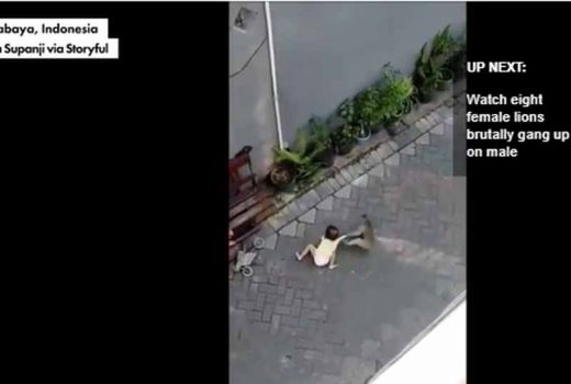 Topeng Monyet Seret Bocah di Surabaya Disorot Media Amerika - GenPI.co