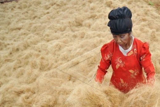 China Borong Sabut Kelapa dari Ciamis, Jadi Peluang Bisnis Nih! - GenPI.co