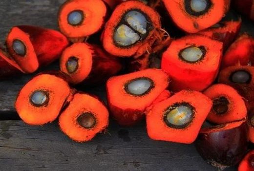 Kementan Beberkan Hasil Perkebunan yang Disukai China, Apa Saja? - GenPI.co