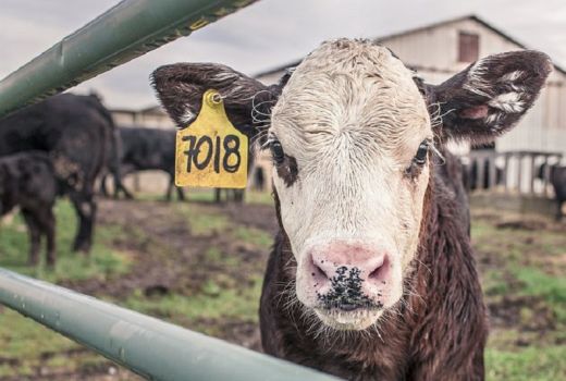 Wow! Sapi Bali untuk Hewan Kurban Jadi Idola Warga Ciledug - GenPI.co