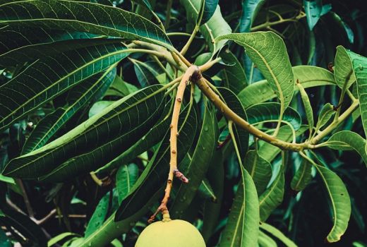 Enak Untuk Campuran Rujak, Mangga Muda Ampuh Sehatkan Jantung - GenPI.co