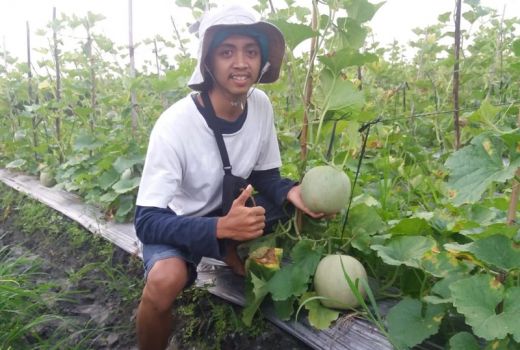 Nanang Adi Purnomo, Raup Omzet Puluhan Juta dari Bertani Melon - GenPI.co