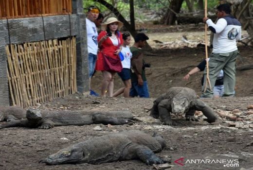 Senator: Proyek Premium TNK Bisa Musnahkan Habitat Komodo - GenPI.co