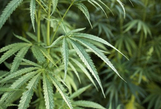 Tanaman Ganja Dilegalkan PBB, Pemerintah Indonesia Keberatan - GenPI.co