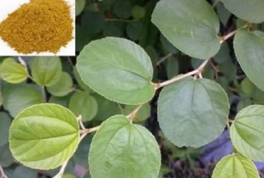 Daun Bidara Khasiatnya Menakjubkan, Bisa Hempas 3 Penyakit ini - GenPI.co