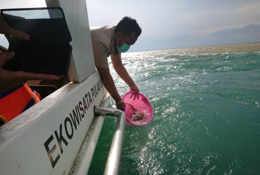 KKP Lepasliarkan Benih Lobster Hasil Sitaan di Perairan Sidoarjo - GenPI.co