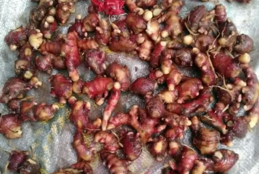 Asam Lambung dan Maag Kumat? Obati dengan Jahe - GenPI.co
