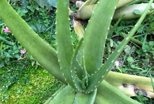 Asam Lambung Naik? Netralkan dengan Lidah Buaya, dan Jahe - GenPI.co