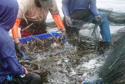 XL Smart Aquaculture, Beri Sentuhan Teknologi untuk Budidaya Ikan - GenPI.co