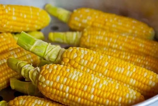 Manfaat Air Rebusan Jagung Ampuh Bikin Rontok Kolesterol - GenPI.co