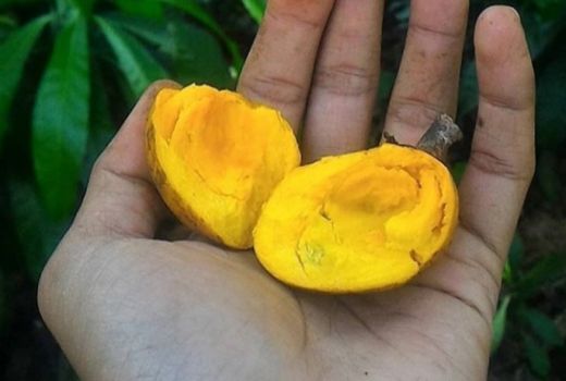 Jigong Bukan Hanya Sisa Makanan, Tapi Buah yang Enak lho! - GenPI.co