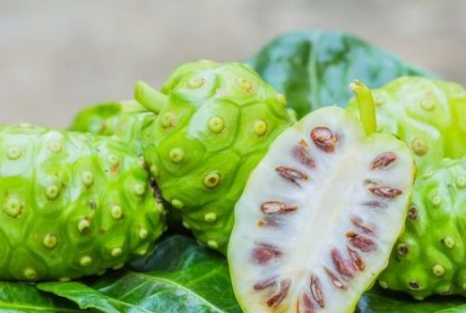Jus Buah Mengkudu Khasiatnya Ampuh Bikin Kolesterol Ambrol - GenPI.co