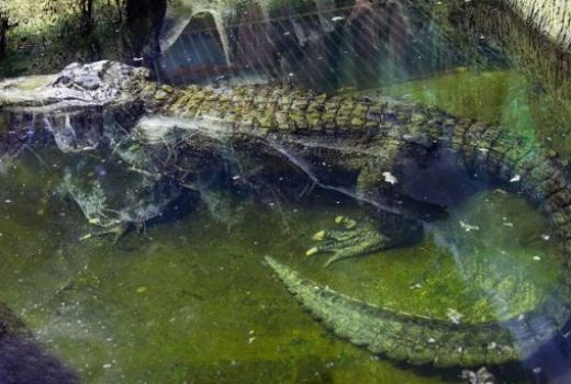 Buaya Diduga Milik Pemimpin Nazi Adolf Hitler Mati... - GenPI.co