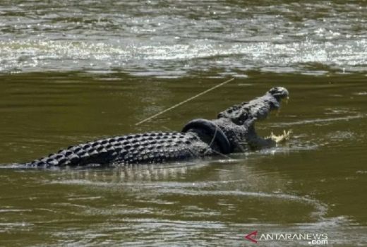Kisah Buaya Berkalung Ban, 2 Pakar Buaya Australia Turun Tangan - GenPI.co