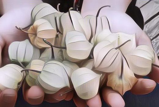 Ceplukan Paten untuk Diabetes dan Epilepsi, Pantas Harganya Mahal - GenPI.co