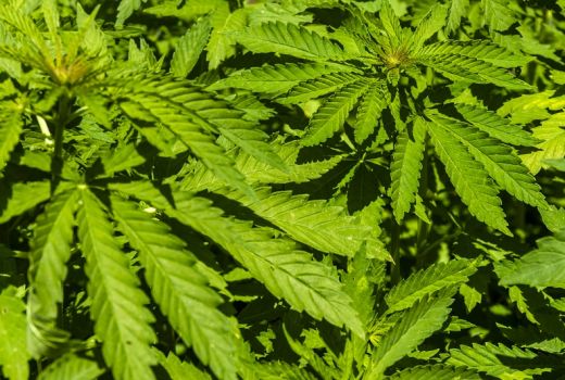 Diduga Jadi Sarang Narkoba, 6 Kampus Swasta Ini Diincar Polisi - GenPI.co