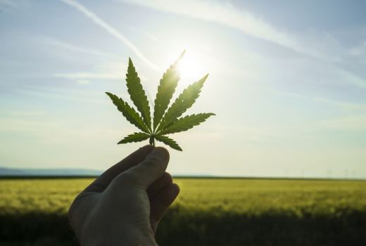 Tak Perlu Takut Terciduk, 10 Negara Ini Legalkan Ganja - GenPI.co