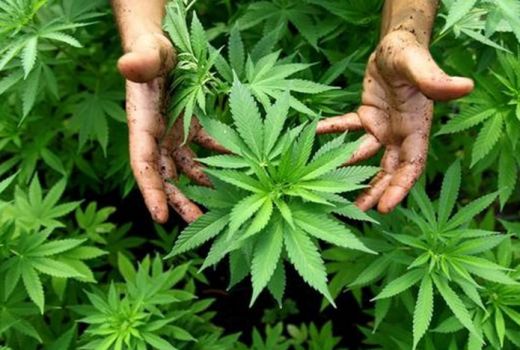 Hasil Penelitian WHO: Ganja Bisa Sembuhkan Epilepsi - GenPI.co
