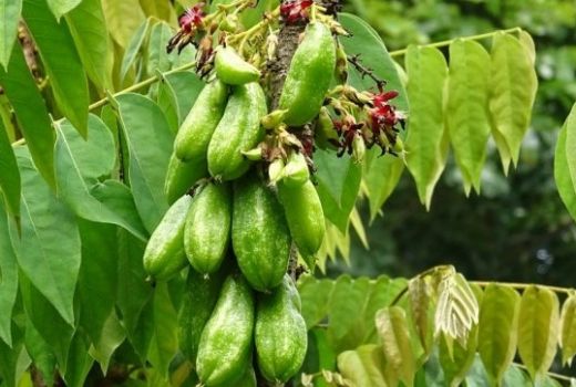 Manfaat Belimbing Wuluh Ampuh Rontokkan Penyakit Kronis - GenPI.co