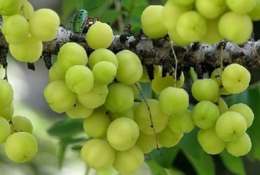 Buahnya Kecil, Tapi Manfaat Cermai Dahsyat Banget - GenPI.co