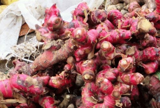 Jahe Merah Ampuh Obati Penyakit Ginjal, Buktikan! - GenPI.co