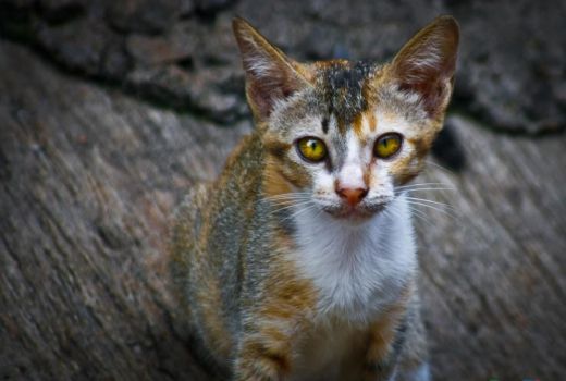 Ini Bahayanya Makan Daging Kucing Mentah - GenPI.co