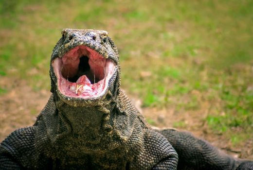 Terlalu Mahal, Fodor Anggap TN Komodo Tak Layak Kunjung - GenPI.co