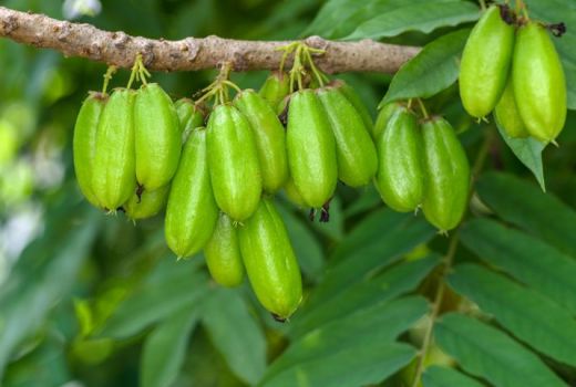 Manfaat Dahsyat Belimbing Wuluh: Hipertensi dan Diabetes Ambrol - GenPI.co