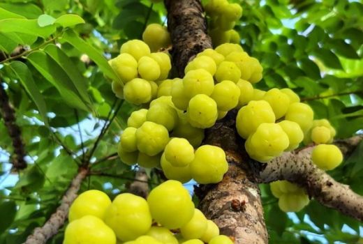 Manfaat Luar Biasa Buah Cermai, Ampuh Obati Kanker dan Diabetes - GenPI.co