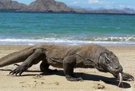 Kunjungan Wisatawan Pulau Komodo Meroket di 3 Bulan Pandemi - GenPI.co