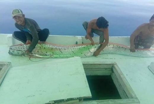 Viral Ikan Oarfish Muncul di Sulawesi, Pertanda Gempa dan Tsunami - GenPI.co