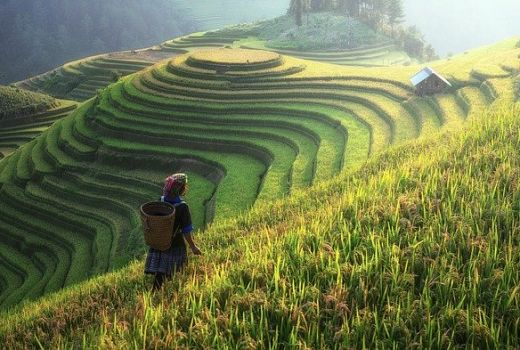 Tidak Terlalu Terdampak Covid-19, Sektor Pertanian Paling Tangguh - GenPI.co
